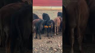 Feeding weaned calves day 4 [upl. by Batruk]