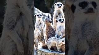 meerkats loving scene  meerkatsshorts meerkatsdocumentry shorts viral trendingshorts viralree [upl. by Herwin]