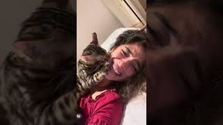 Can I kiss you🥰cat funny pets catvideos funnyshorts funnypet [upl. by Niarda]