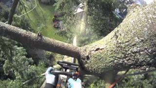 Large Fir tree removal using a speedline [upl. by Emerej]