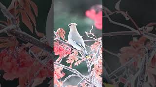 Waxwing eating berries shorts [upl. by Ziguard]