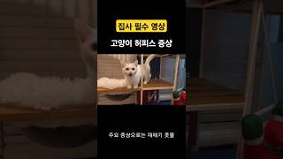 고양이 허피스 바이러스 증상 고양이 허피스 고양이키우기 허피스증상 [upl. by Vanni]