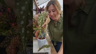 Is it easy to root Begonia Maculata in water mycarolinagarden shorts [upl. by Baniez]