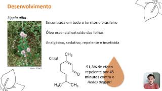 Lippia alba no controle do Aedes aegypti [upl. by Anahsirk]