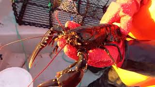 Lobster with eggs catch and release [upl. by Louise]