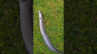 Conger eel 5pound strap congerfishing [upl. by Kehoe789]