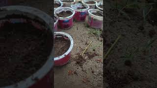 Gazania flower ko seeds se kese grow kre How to grow gazania flower from [upl. by Hurty]