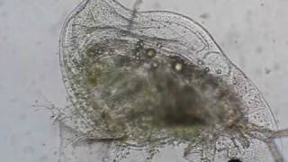 Daphnia galeata dead or not [upl. by Allerus]