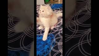 Cute Cats for SALE  Delhi Fish Aquarium Market Call Anil 9210090877 trending viral shorts 5 [upl. by Erdna]