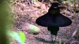 BBC Planet Earth  Birds of Paradise mating dance [upl. by Atilegna]