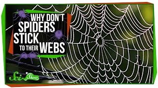 Why Don’t Spiders Stick to Their Webs [upl. by Ellainad465]