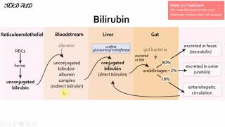 Evaluation of hyperbilirubinemia and jaundice in adults in Dari [upl. by Kingsly]