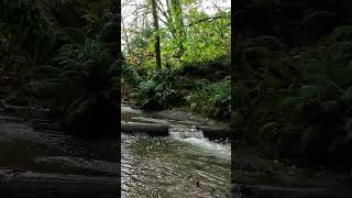 Salmon return  Carkeek Park nature hikingtrail naturetrailtrailrunning [upl. by Ynnoj]