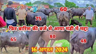 16 अगस्त 2024  pachokhara pashu mandi  pashu mandi  pashu mandi vlog [upl. by Ahsenar]