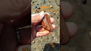 珪質泥岩？Siliceous mudstoneビーチコーミング beachcombing jasper ジャスパー青森県 下北半島 [upl. by Adekahs851]