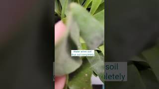 Staghorn Fern Basic Care Tips  Houseplant Care  Beginner Fern shorts ferns houseplants [upl. by Artkele519]