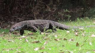 Goanna at Hobart Beach NSW [upl. by Nodnelg]