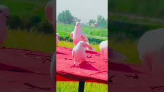 Pati Wale Kabootaron Ka Shouk Karen shorts video love viralvideo birds kabotar pigeon comedy [upl. by Sayre]