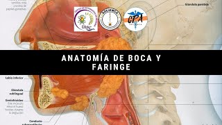 Anatomía de Boca y Faringe [upl. by Favata]