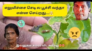 எலுமிச்சை செடி ல பூச்சி வந்தா என்ன செய்றது😤😤😤 tamil lemon tamilfacts vivasaayam vivasayi [upl. by Cleon459]