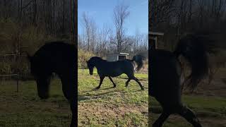 Sassy Ibn in his temporary pasture😍🤣 horse equestrain trending bucks horseriding [upl. by Aniral735]