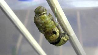 モンキアゲハの蛹化（Papilio helenus pupating） [upl. by Coady]