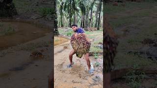 Heavy fruit of palm palmoil new ytvirakshorts trendingshorts malaysia plantation today yt [upl. by Gardiner]