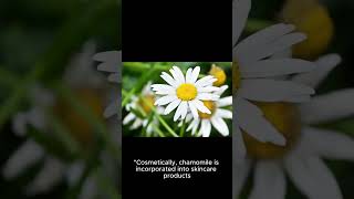 Chamomile Uses [upl. by Keeton]