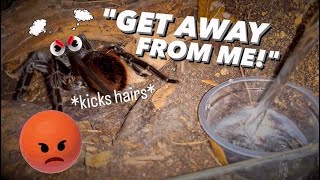 WATERING my TARANTULAS quotPart 11” [upl. by Hu823]