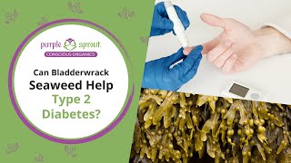 Can Bladderwrack Seaweed Help Fight Type 2 Diabetes [upl. by Ratna]