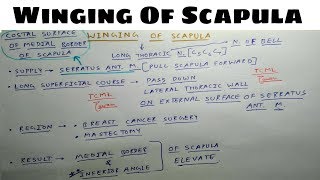 Winging Of Scapula  Long Thoracic Nerve Injury  TCML [upl. by Akirahs]