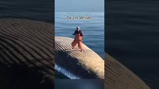 Dance on the DEATH Whale ☠️ shorts [upl. by Ahseekal]