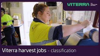 Viterra Australia harvest jobs  what is grain classification [upl. by Adnahs477]