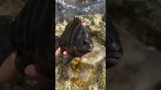 Tide pooling in the day hit different marine wildlife fishing subscribe youtubeshorts viral [upl. by Cocks206]