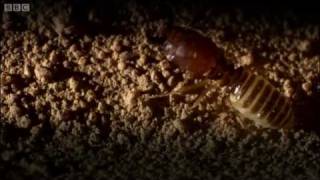 Defending the ant nest from intruders  Ant Attack  BBC [upl. by Adnat]