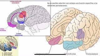 Síndromes Prefrontales  Lóbulos frontales  corteza prefrontal [upl. by Thaine]