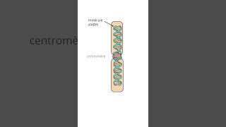 Chromosomes Monochromatidien Et Chromosome Bichromatidien [upl. by Iras613]