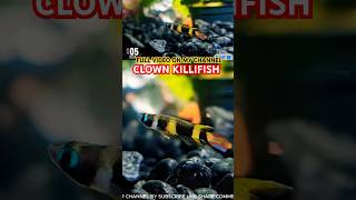 Clown killifish tamilvlog aquarium fishtank tropicalfishkeeping killifish [upl. by Worthy131]