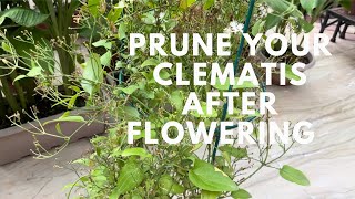 How to prune clematis after flowering [upl. by Oler]