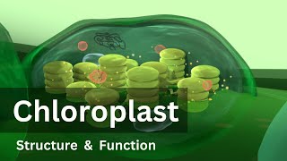 Chloroplast Structure and Function Biology Cell biology [upl. by Oigolue]