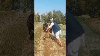 PLOUGHING FACTFACT OF RURAL LIFEYTSHORT smartvisionnepal [upl. by Lily684]