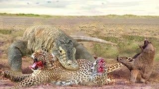 The Komodo Dragon Uses Fighting Tactics To Escape The Dangerous Hunter [upl. by Yulma]