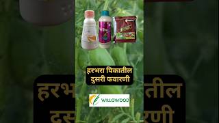 हरभरा पिकातील दुसरी फवारणी willowood wilbond emacto agriculture varix emamectinbenzoate [upl. by Analad475]