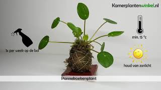 Hoe verzorg je een pannekoekenplant  wwwkamerplantenwinkelnl [upl. by Jewell]