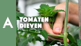 Tomaten dieven de essentials I Een groener thuis 36 I Angelo Dorny [upl. by Halie608]