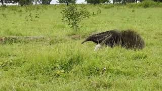 A giant anteater vs dog [upl. by Nidnal]