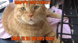 Sam Cat Turned 10 Years Old Today 😻 [upl. by Aynnat222]