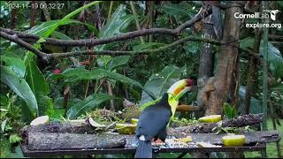 Fruit Feeder Cam at Canopy Lodge Anton Valley Panama exploreorg November 19 2024 [upl. by Hough]