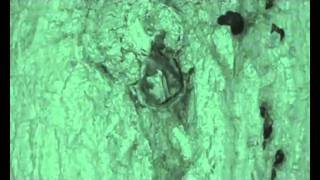 Noctule tree roost moviewmv [upl. by Karin]