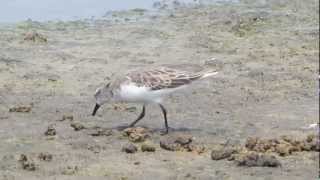 Rednecked Stint Calidris ruficollis [upl. by Alf]